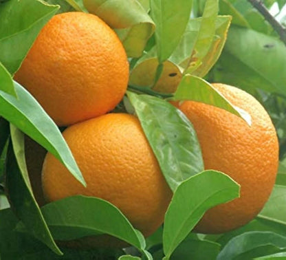 Citrus Bitter Orange Seeds (Citrus aurantium) – 100+ Premium Seville Orange Seeds