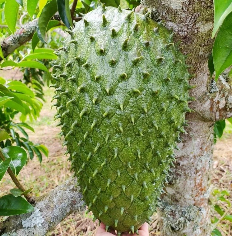 Premium 'Miami' Soursop Seeds (Annona muricata) – Elite Domesticated Graviola Heirloom Seeds (100+ Count)