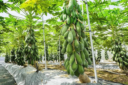 150+ Red Lady Papaya Seeds (Carica papaya / Sweet Red Fleshed Dwarf Hybrid) – Premium Exotic Fruit Tree & Commercial Orchard Seeds for Planting