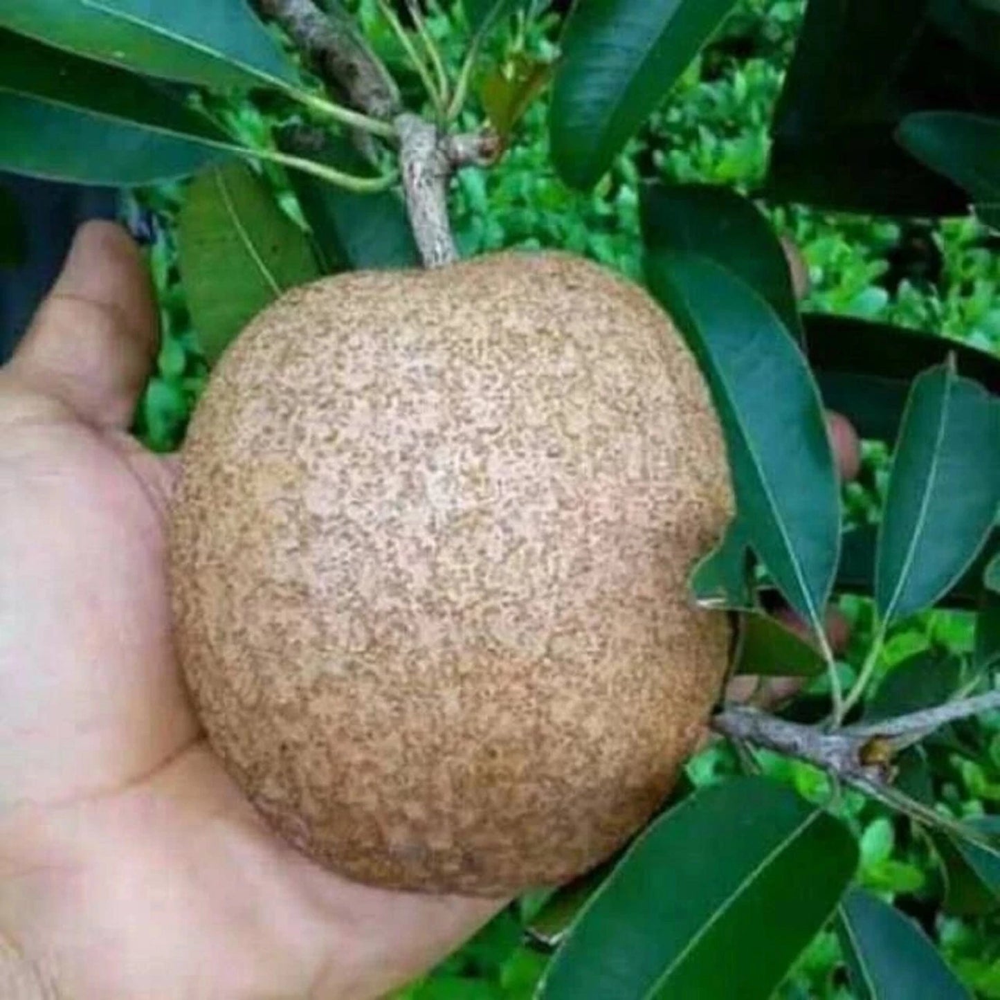Grafted Jumbo Cikumega 19 Sapodilla Tree - Fast Fruiting & Sweet