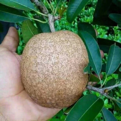 Grafted Jumbo Cikumega 19 Sapodilla Tree - Fast Fruiting & Sweet