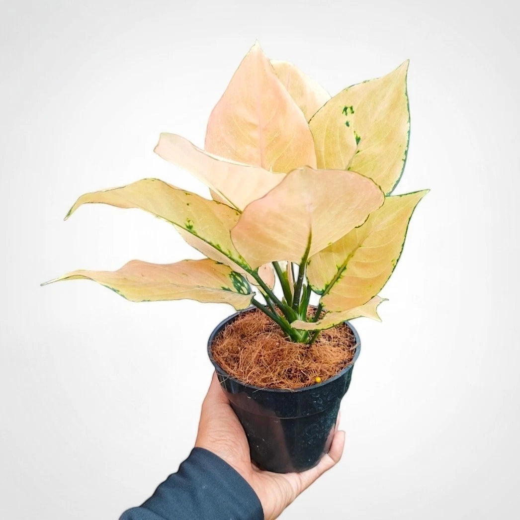 Aglaonema 'Kom Kom Orange' - Vibrant Tropical Foliage