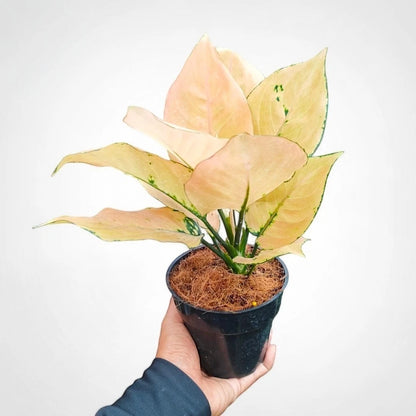 Aglaonema 'Kom Kom Orange' - Vibrant Tropical Foliage
