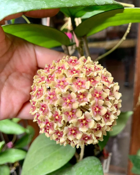 Hoya balaensis Rare Tropical Wax Plant (1+ Rare Exotic Epiphytic Vine Specimen) – Premium Live Botanical Plant for Indoor Growing & Collectors
