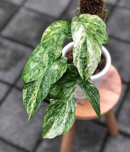 Amydrium zippelianum 'Variegated' - Rare Climbing Aroid