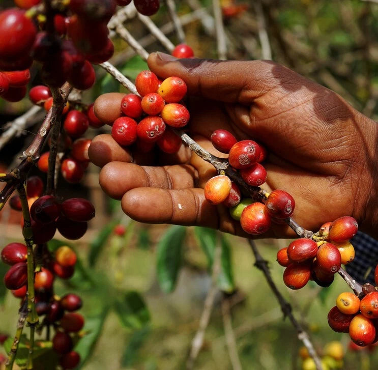 Kawisari Arabica Coffee Seeds (Coffea arabica x canephora / 120+ Heritage Hybrid Coffee Bean Seeds) – Premium Exotic Botanical Specimen Plant Seeds for Planting