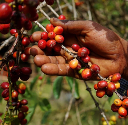 Kawisari Arabica Coffee Seeds (Coffea arabica x canephora / 120+ Heritage Hybrid Coffee Bean Seeds) – Premium Exotic Botanical Specimen Plant Seeds for Planting