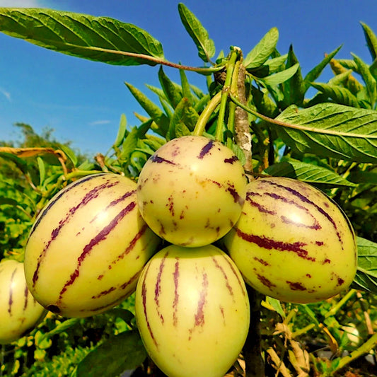 100+ Golden Pepino Seeds | Solanum muricatum | Sweet Melon Pear Fruit | Easy to Grow