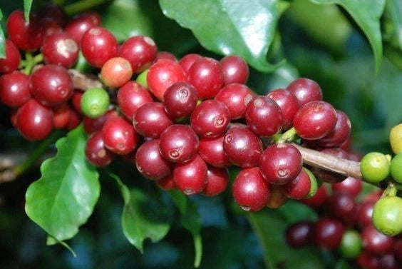Tabi Coffee Seeds (Coffea arabica var. Tabi) – Rare Disease-Resistant Colombian Specialty Coffee Beans for Planting and Cultivation