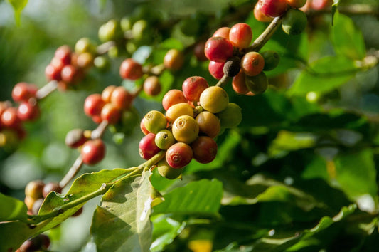 Wamena Coffee Seeds (Coffea arabica var. Wamena) – Rare Highland Indonesian Specialty Coffee Beans for Planting and Cultivation
