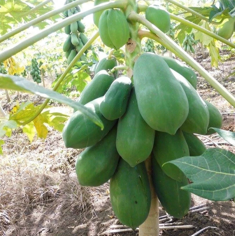 Big Bangkok Papaya Seeds (Carica papaya) – 150 Premium Red Pawpaw Seeds
