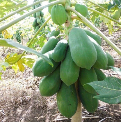 Big Bangkok Papaya Seeds (Carica papaya) – 150 Premium Red Pawpaw Seeds