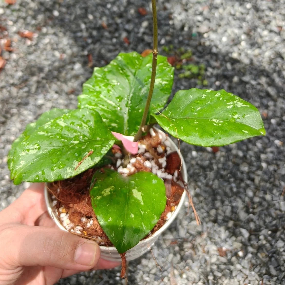 Rare Hoya sp. Aceh 'Manohara' Live Plant - Premium Exotic Tropical Fragrant Wax Plant