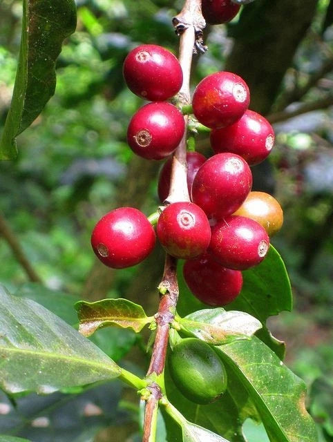 Jamaica Blue Mountain Coffee Seeds (Coffea arabica var. Blue Mountain) – Premium Certified High-Yield Specialty Jamaican Gourmet Coffee Bean Seeds for Planting (120 Pcs)