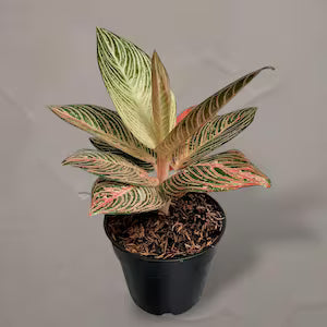 Aglaonema 'Golden Anara' - Radiant & Unique Tropical Houseplant