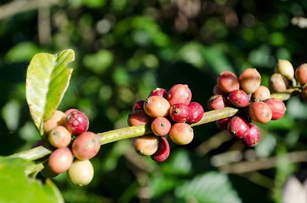 Robusta Coffee Seeds (Coffea canephora) – Certified High Yield Plantation Crop Seeds for Planting