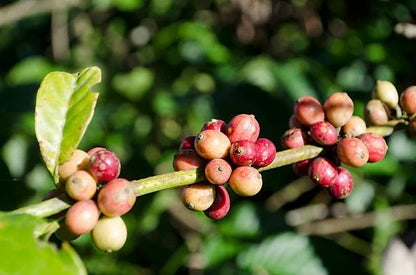 Robusta Coffee Seeds (Coffea canephora) – Certified High Yield Plantation Crop Seeds for Planting