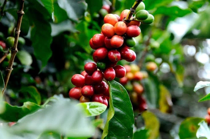 Typica Sumatra Coffee Seeds (Coffea arabica var. Typica Sumatra) – Premium Heirloom Indonesian Specialty Coffee Bean Seeds for Planting (100 Pcs)