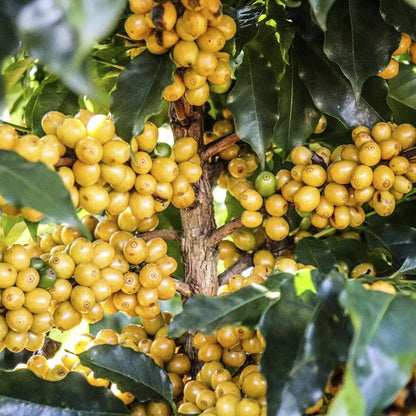 120+ Sidra Yellow Coffee Seeds (Coffea arabica var. Sidra Yellow) – Premium Rare Ecuadorian Specialty Coffee Plant Seeds for Planting