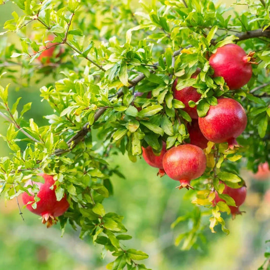 100+ Ganesh Pomegranate Seeds (Punica granatum var. 'Ganesh') – Premium Soft-Seeded & Sweet Indian Fruit Tree Seeds for Planting