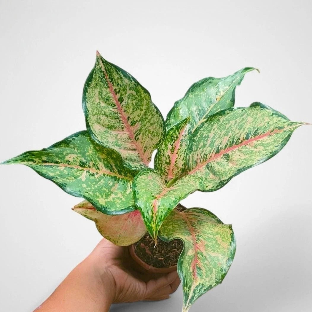Aglaonema 'Red Panama' - Bold & Exotic Tropical Houseplant