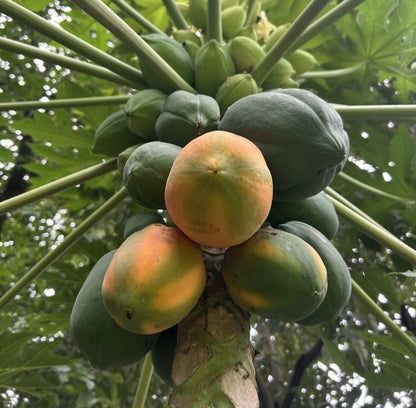 Jinggo Papaya Seeds (Carica papaya 'Jinggo') – 150+ Premium Fresh Sweet Vibrant-Orange Jinggo Papaya Seeds