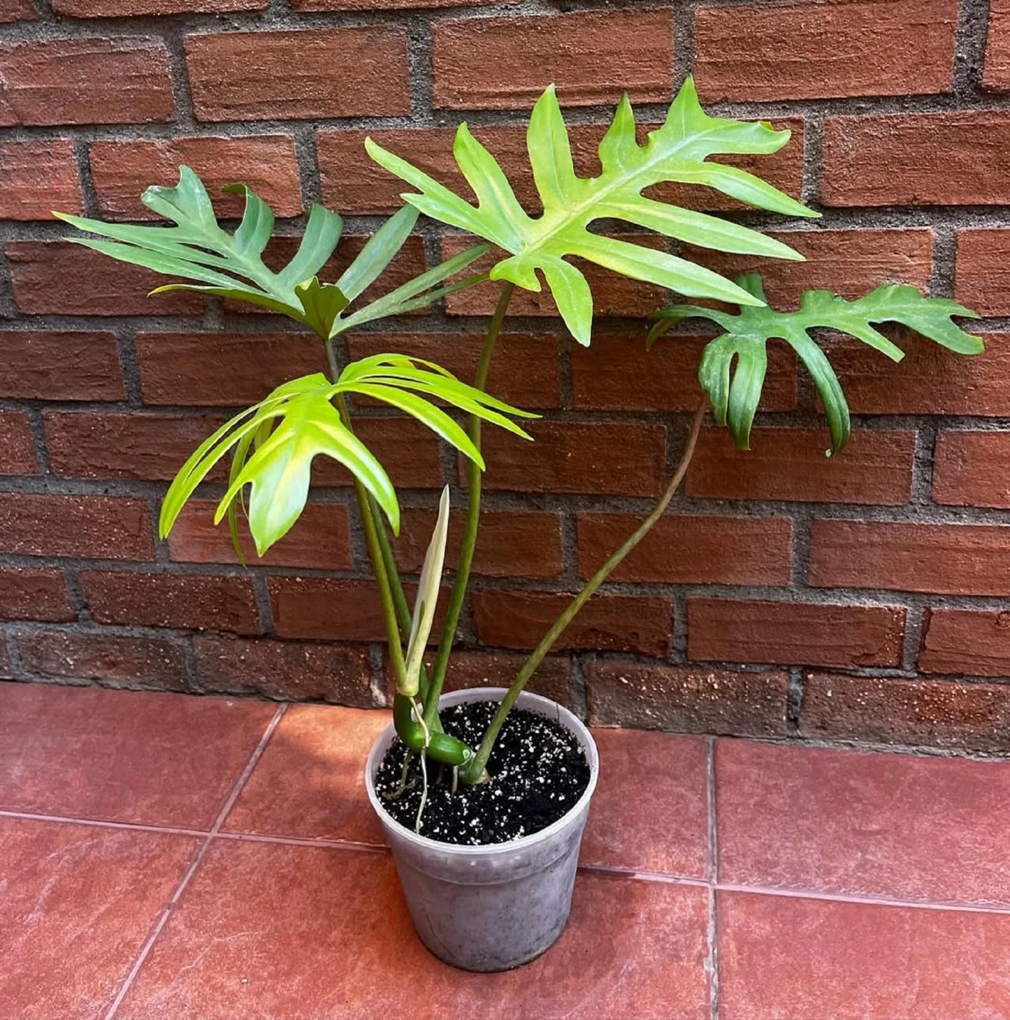 Philodendron mayoi - Rare Tropical Aroid