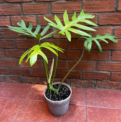 Philodendron mayoi - Rare Tropical Aroid