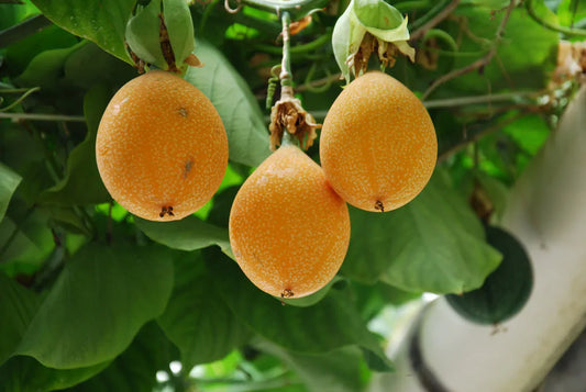 150+ Sweet Granadilla Seeds for Planting | Passiflora ligularis | Passion Fruit Vine Seeds | Tropical Fruit Seeds