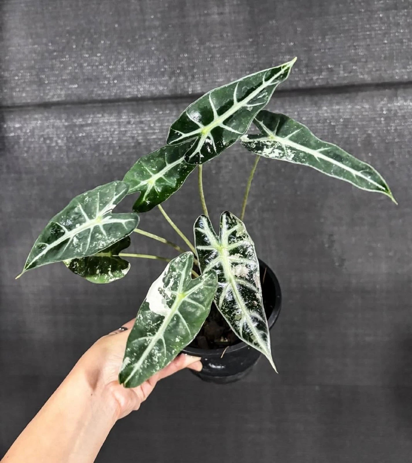 Alocasia bambino 'Variegated' - Rare Tropical Aroid
