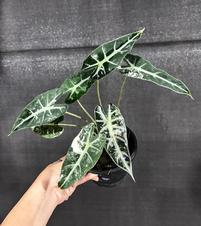 Alocasia bambino 'Variegated' - Rare Tropical Aroid