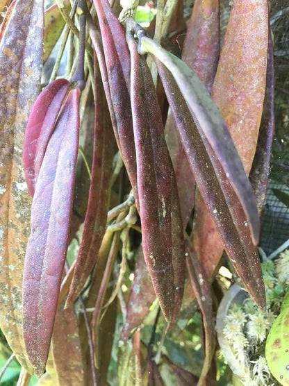 Hoya sulawesiana 'Red Leaves' (Sulawesi Selection) – Rare Tropical Wax Plant Live Epiphytic Vine with Stunning Red Foliage