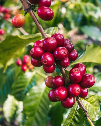 Ismaili Coffee Seeds (Coffea arabica var. Ismaili) – Premium Rare Heirloom Specialty Coffee Plant Seeds for Planting