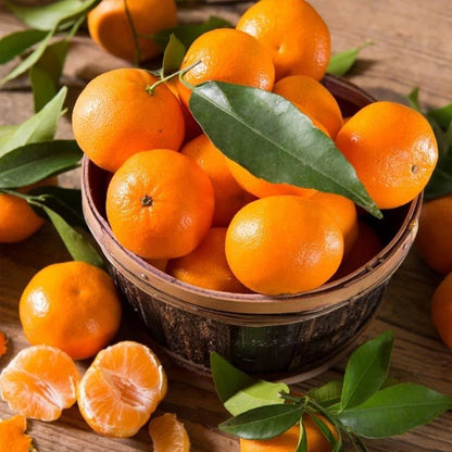 Ponkan Orange Seeds (Citrus reticulata) – 100 Premium Sweet Mandarin Seeds