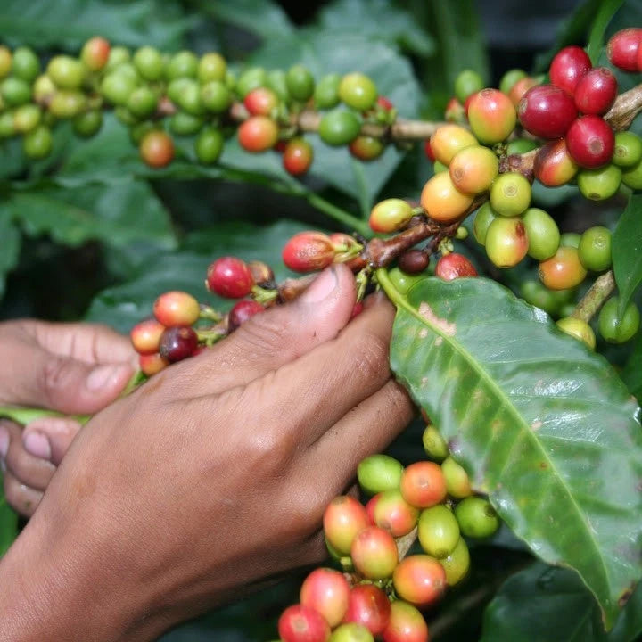 Parainema Coffee Seeds (Coffea arabica var. Parainema) – Premium Certified Disease-Resistant Specialty Gourmet Coffee Bean Seeds for Planting (120 Pcs)