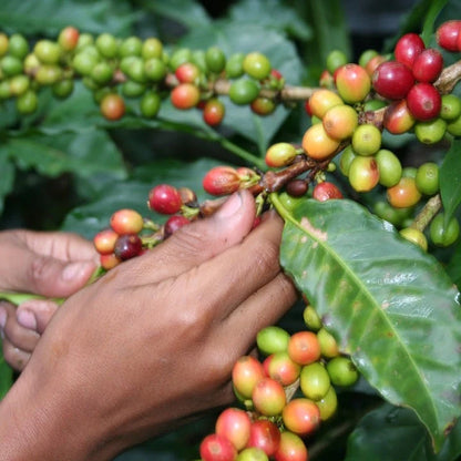 Parainema Coffee Seeds (Coffea arabica var. Parainema) – Premium Certified Disease-Resistant Specialty Gourmet Coffee Bean Seeds for Planting (120 Pcs)