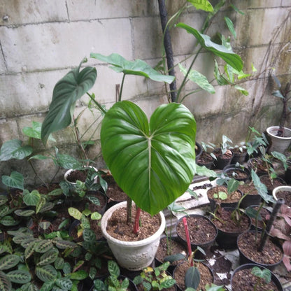Philodendron 'McDowell' - Rare Tropical Large-Leaf Aroid