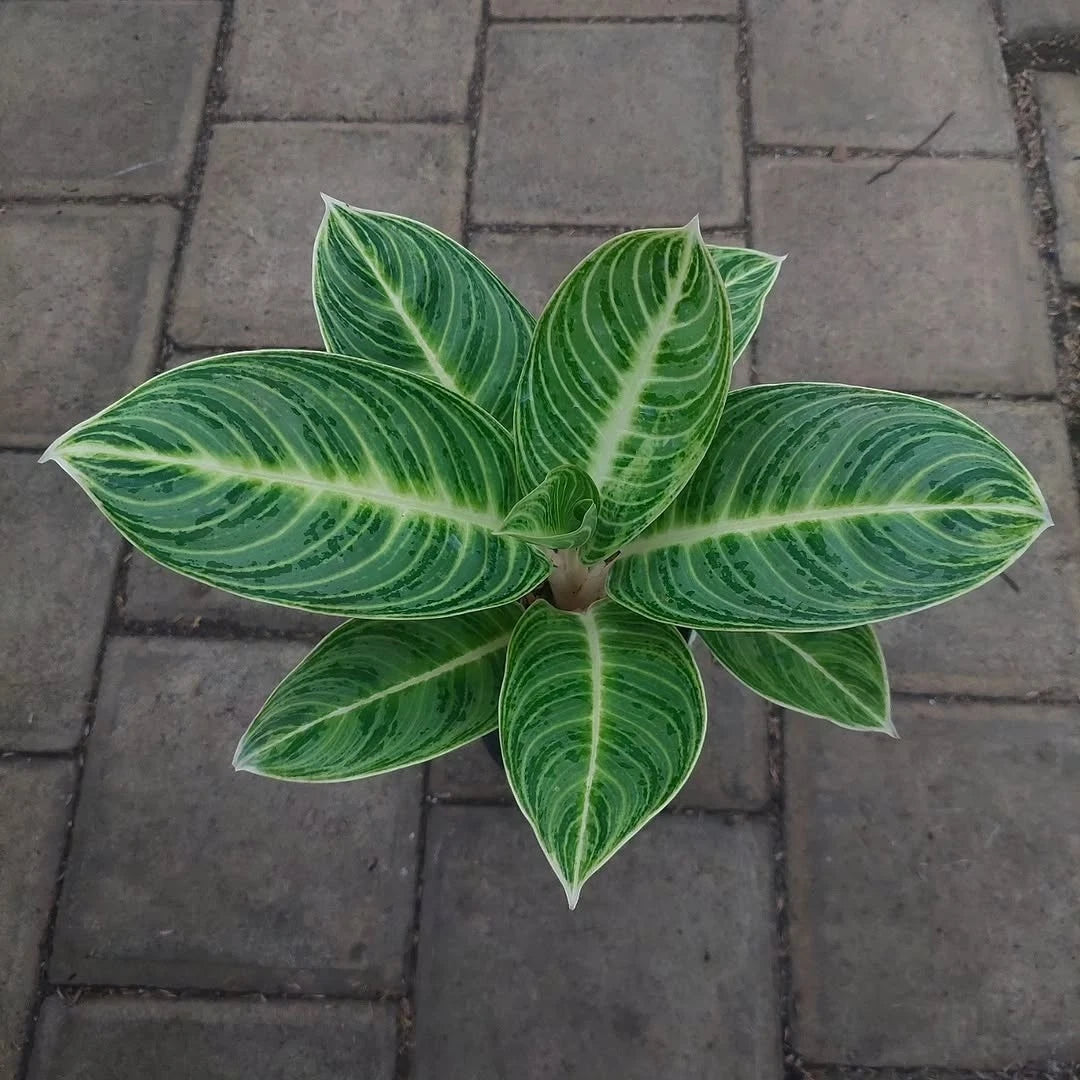 Aglaonema 'River Green' - Sophisticated & Lush Tropical Houseplant