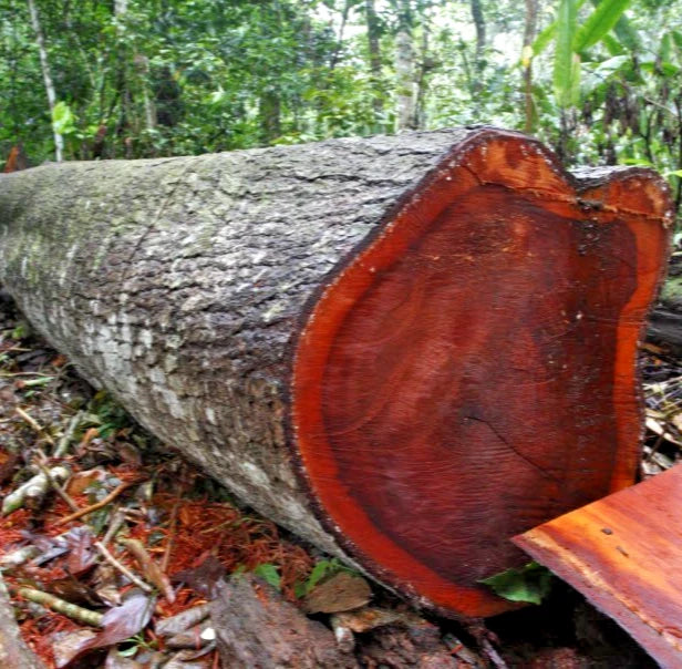 Premium Mahogany Tree Seeds (Swietenia mahagoni / 100+ West Indian Mahogany Exotic Hardwood Timber Tree Seeds) – Premium Exotic Botanical Specimen Plant Seeds for Planting