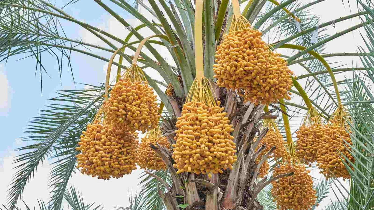 Premium Shalabi Variety Date Palm Seeds (Phoenix dactylifera var. Shalabi) – Sweet Exotic Palm Fruit Tree Seeds for Planting (35+ Pcs)