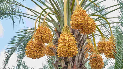 Premium Shalabi Variety Date Palm Seeds (Phoenix dactylifera var. Shalabi) – Sweet Exotic Palm Fruit Tree Seeds for Planting (35+ Pcs)