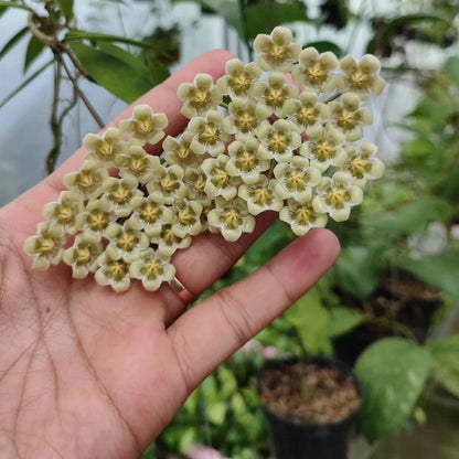 Rare Hoya Mirabilis - Premium Exotic Tropical Wax Plant Collector's Ivy
