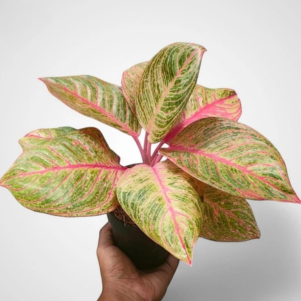 Aglaonema 'Huges' - Rare & Sculptural Tropical Houseplant