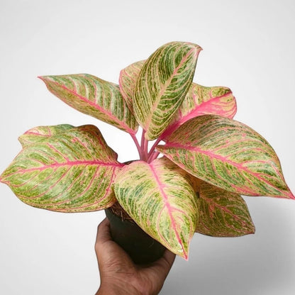 Aglaonema 'Huges' - Rare & Sculptural Tropical Houseplant