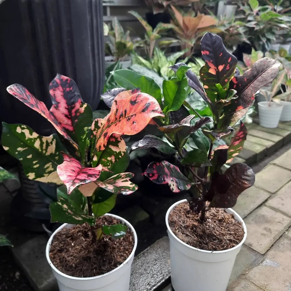 Rare Croton ‘Oscar’ | Codiaeum Variegatum | Colorful Tropical Foliage Plant | Exotic Houseplant