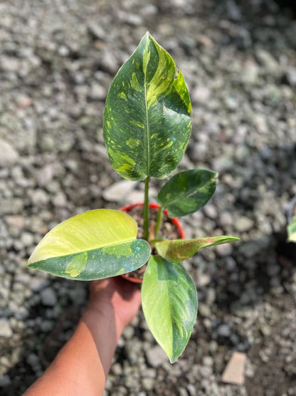 Philodendron 'Green Congo' Marble Variegated - Rare Tropical Aroid