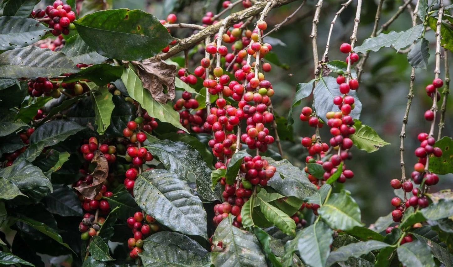Bourbon French Mission Coffee Seeds (Coffea arabica) – 120 Premium Certified East African Arabica Seeds for Planting