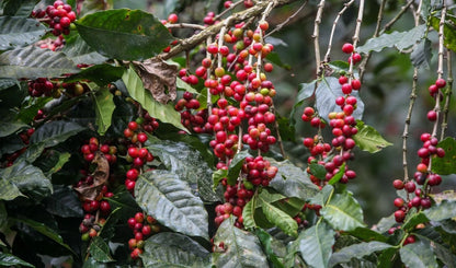 Bourbon French Mission Coffee Seeds (Coffea arabica) – 120 Premium Certified East African Arabica Seeds for Planting