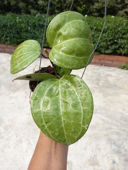 Hoya Sarawak Cream Rare Tropical Indoor Outdoor Wax Plant Seeds / Cuttings (Hoya sp.) – Premium Certified Waxflower Plant for Planting