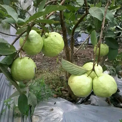 250+ Red Guava Seeds var. Crystal (Psidium guajava) – Certified Premium Pink Guava Fruit Crop Seeds for Planting